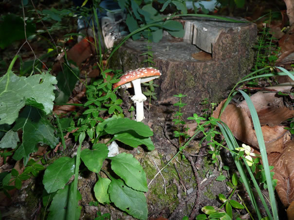 Foto 14