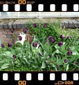 Foto 05