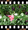 Foto 06
