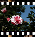 Foto 93;