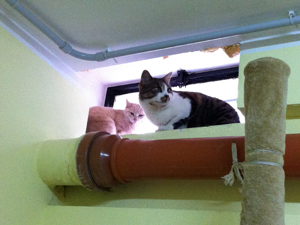 Il gattile "La Grande Cuccia" di Vimodrone