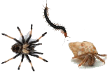 Artropodi